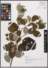 Foto von Salix caprea L.